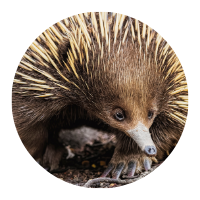 Echidna