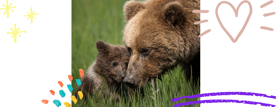 bear cub linda illsley