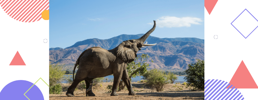 elephant session