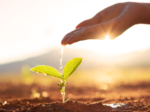 Hand,Nurturing,And,Watering,Young,Baby,Plants,Growing,In,Germination